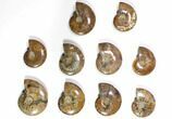 Lot: - Polished Whole Ammonite Fossils - Pieces #116659-1